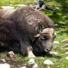 कस्तूरी बैल (मस्क ऑक्स) के बारे में अद्भुत और रोचक तथ्य! Facts about Musk Ox