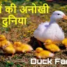 तैराकी में चैंपियन बत्तखों की अनोखी दुनिया: रोचक तथ्य! Interesting Facts about Ducks in Hindi