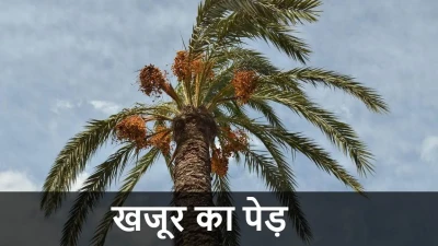 सपने में खजूर का पेड़ देखना: ज्योतिष और मनोविज्ञान के नज़रिए से अर्थ