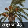 सपने में खजूर का पेड़ देखना: ज्योतिष और मनोविज्ञान के नज़रिए से अर्थ