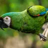 तोता: रंगीन दुनिया का चमचमाता सितारा! अनोखे और रोचक तथ्य Facts About Parrots