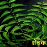 नीम के वैज्ञानिक प्रमाणों सहित विभिन्न उपयोगों और फायदों के बारे में जानें Neem Facts