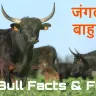 आइए जानें जंगल के बाहुबली बैल के बारे में रोचक तथ्य! Interesting Bull Facts in Hindi