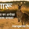 कंगारू: ऑस्ट्रेलिया का अनोखा पाउच वाला जनावर! Interesting Kangaroo Facts in Hindi