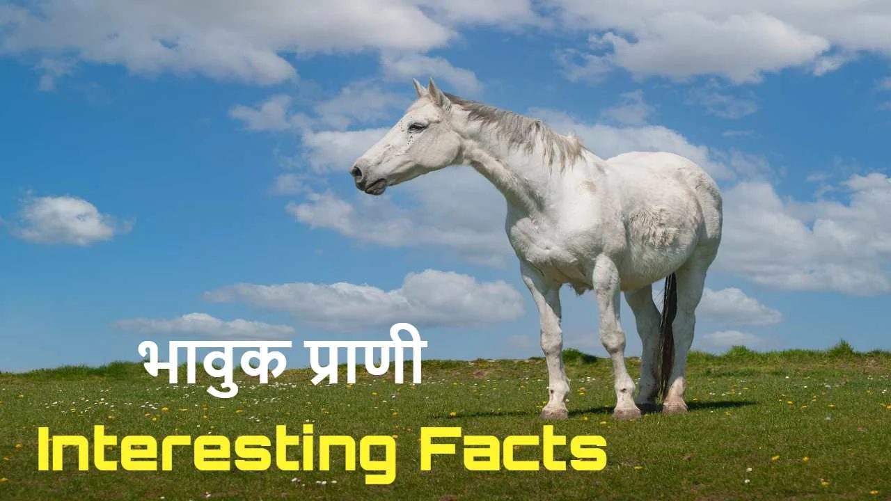 सदियों से मनुष्यों के साथी रहे घोड़ों के...