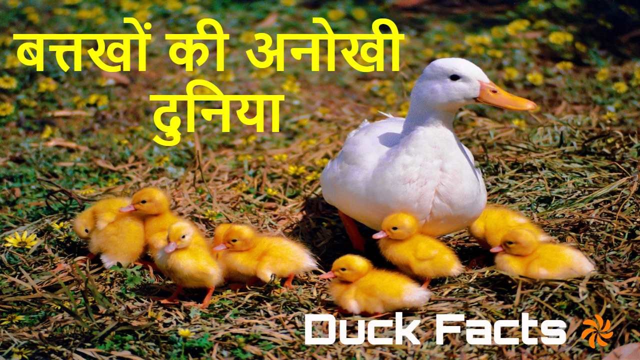 तैराकी में चैंपियन बत्तखों की अनोखी दुनि...