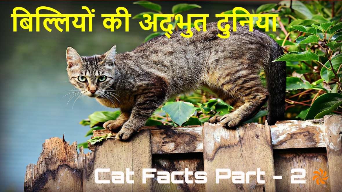 बिल्लियों की अद्भुत दुनिया: रोचक तथ्य और...