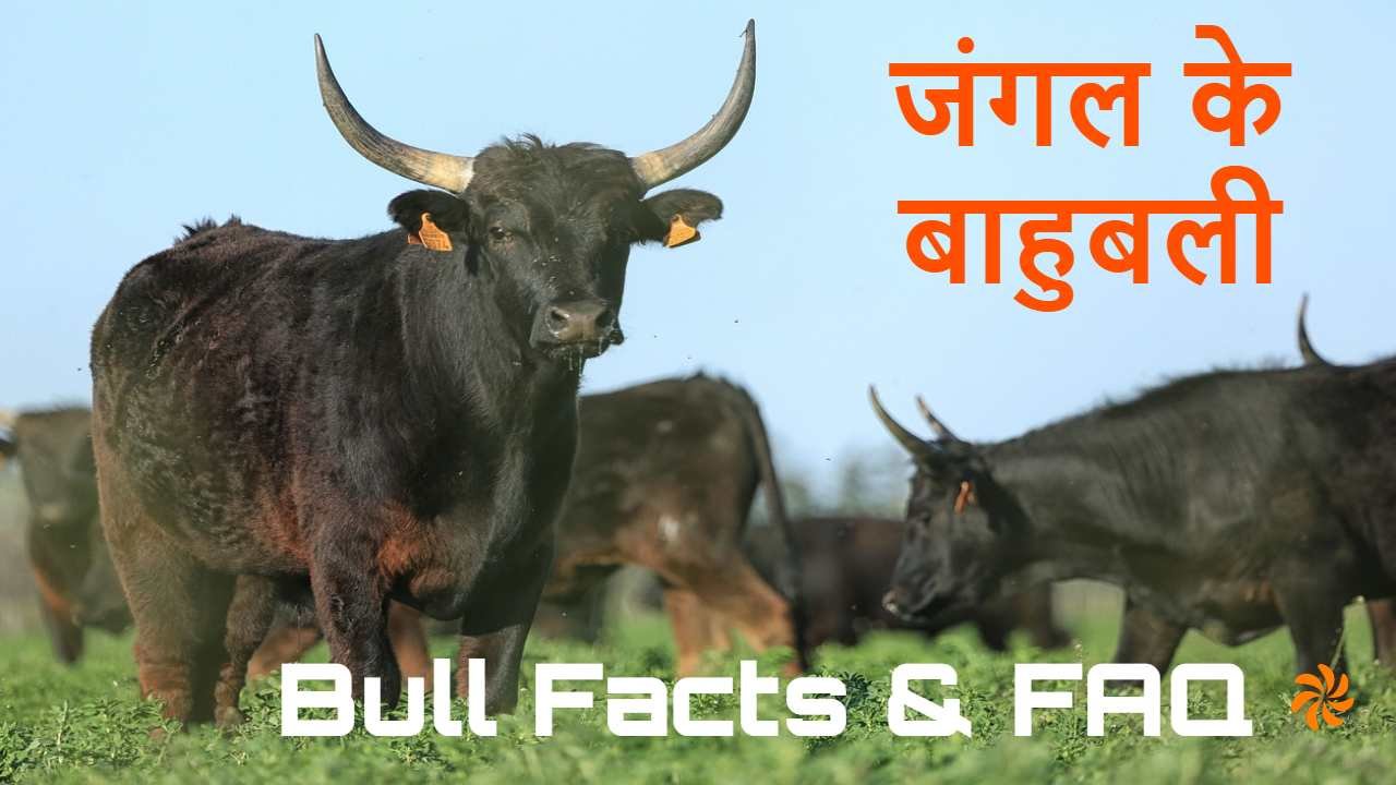 आइए जानें जंगल के बाहुबली बैल के बारे मे...