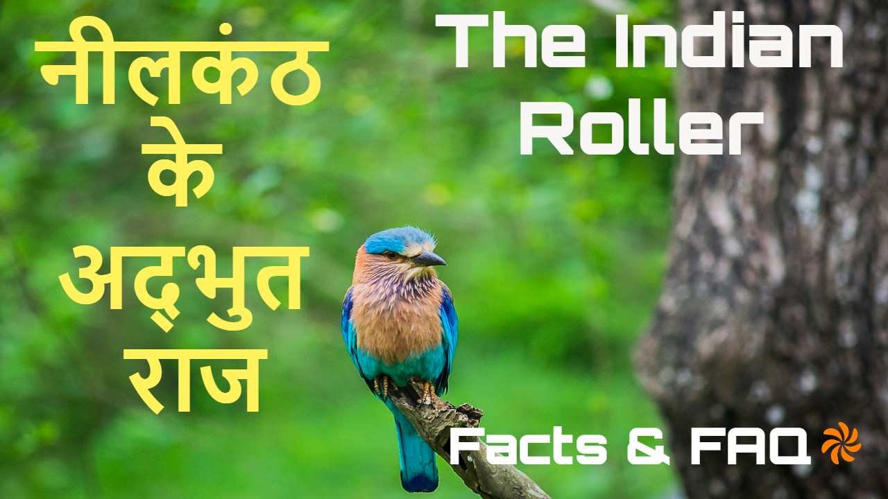 आकाश का नीला हीरा: नीलकंठ के अद्भुत राज!...
