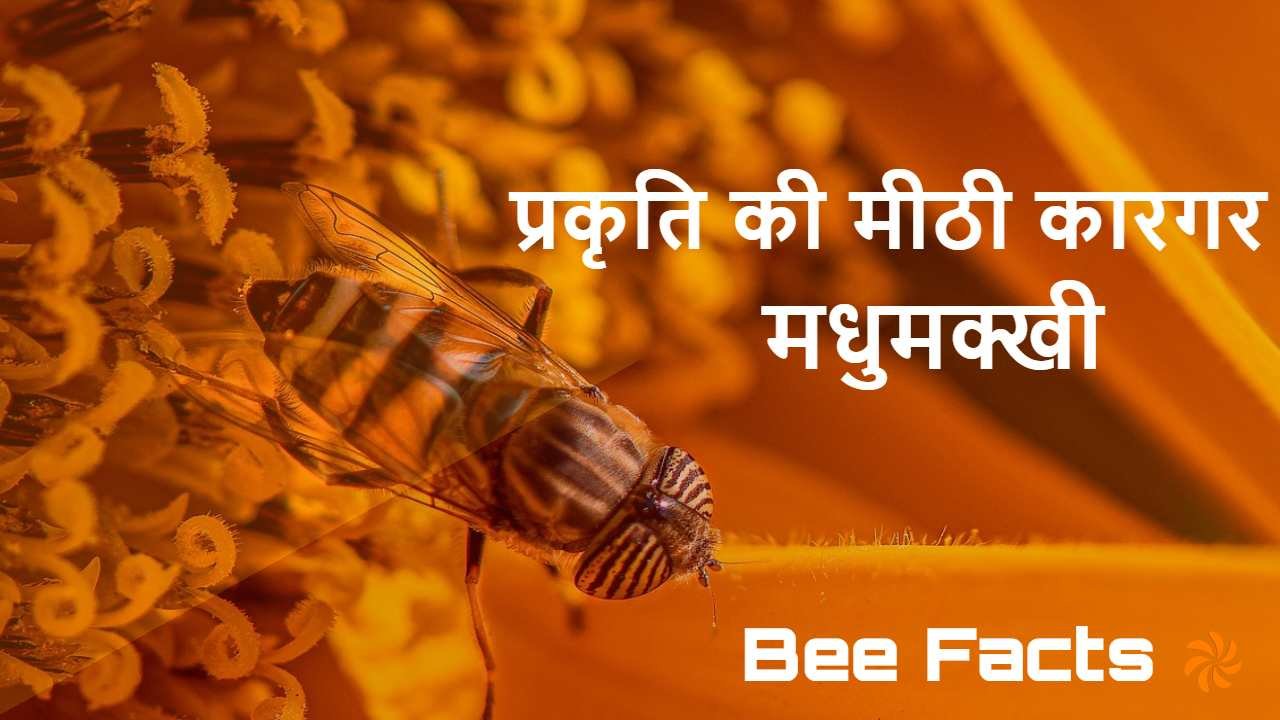 मधुमक्खी: प्रकृति की...