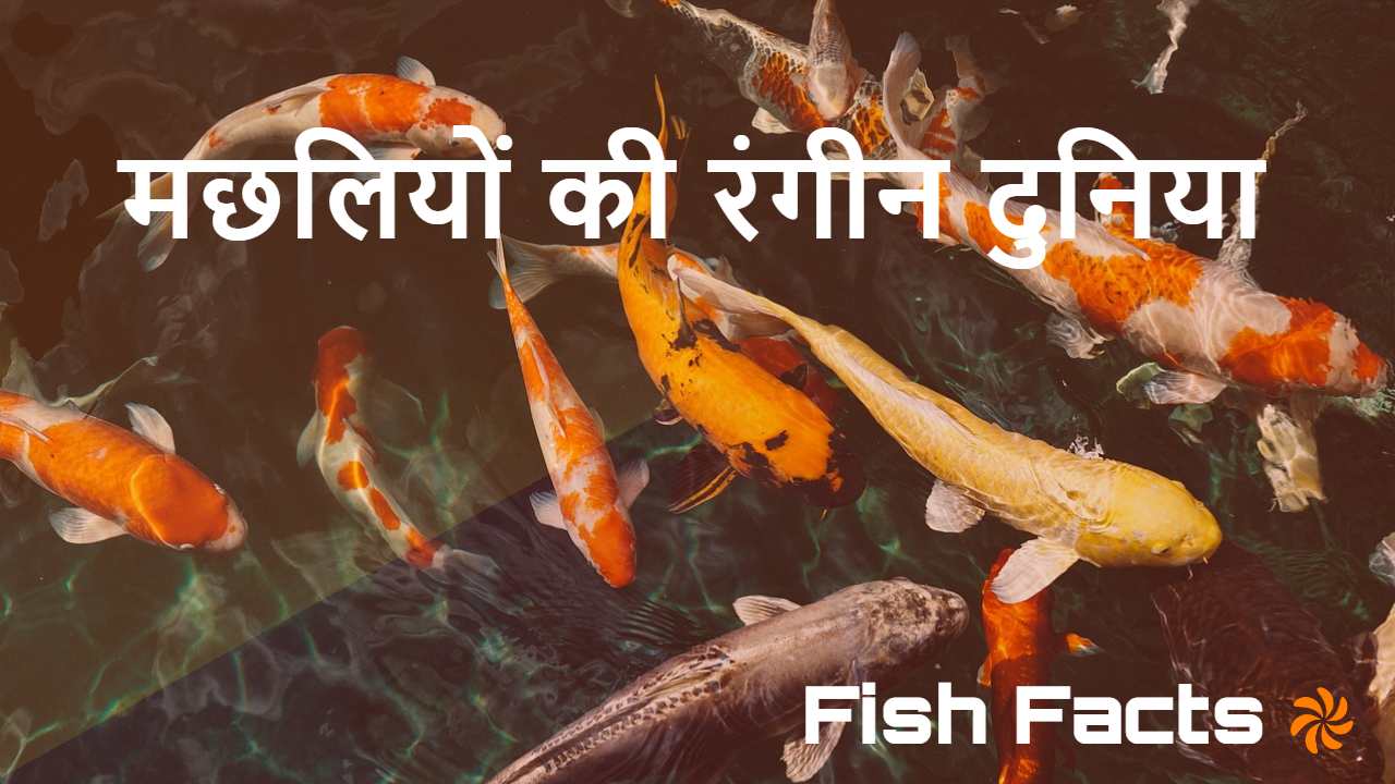 Relates-जल की रंगीन दुनिया: मछलियों के...