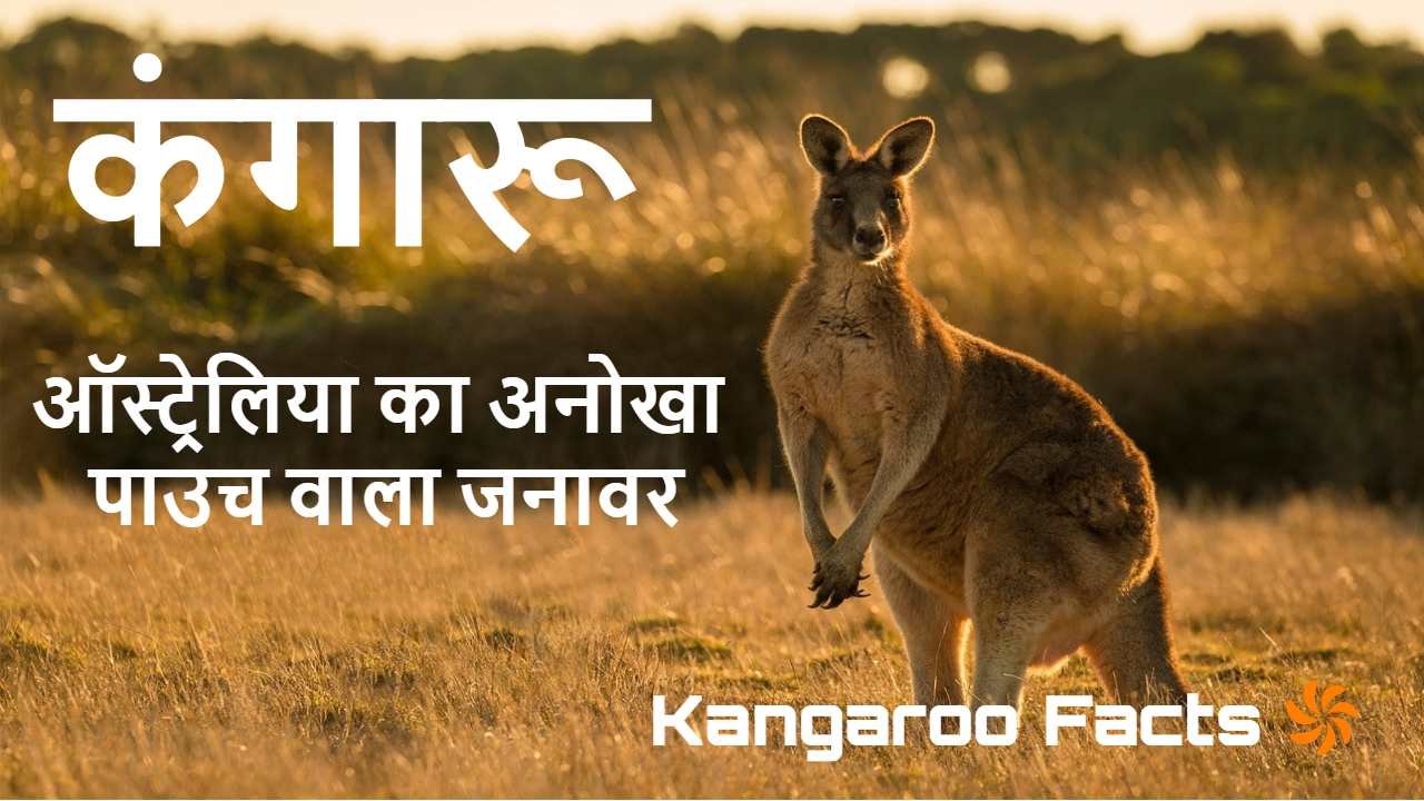 कंगारू: ऑस्ट्रेलिया का अनोखा पाउच वाला ज...