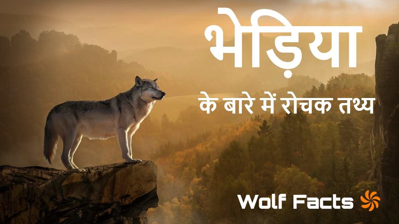 जंगल का दबंग: भेड़िय...