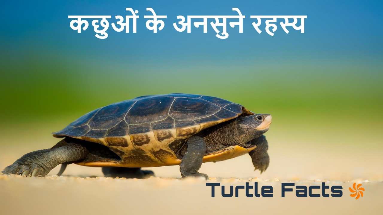 कछुओं के अनोखे राज: रोचक तथ्य जो आपको चक...