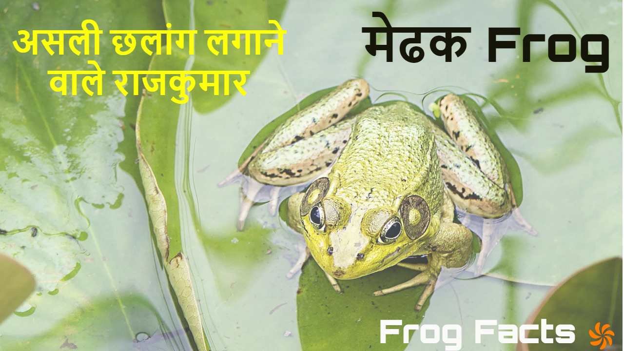 मेढकों की दुनिया में...