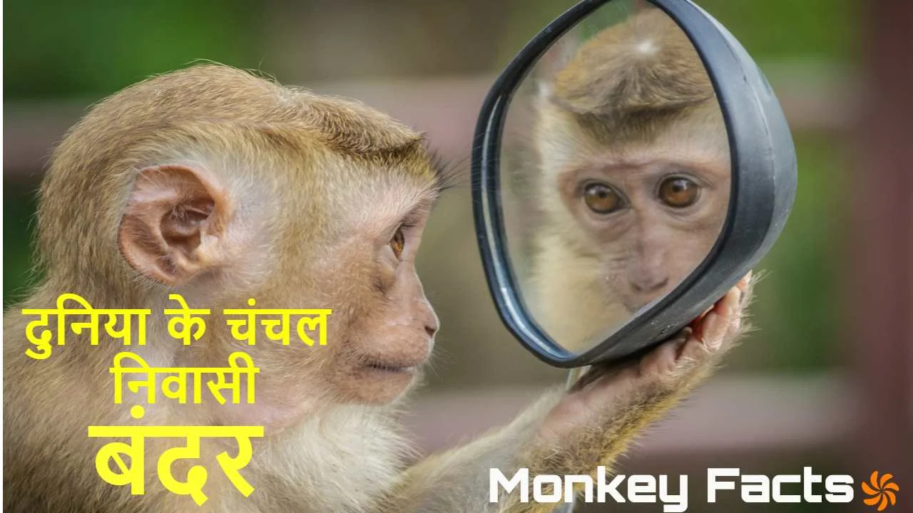 दुनिया के चंचल निवासी : बंदरों के बारे म...