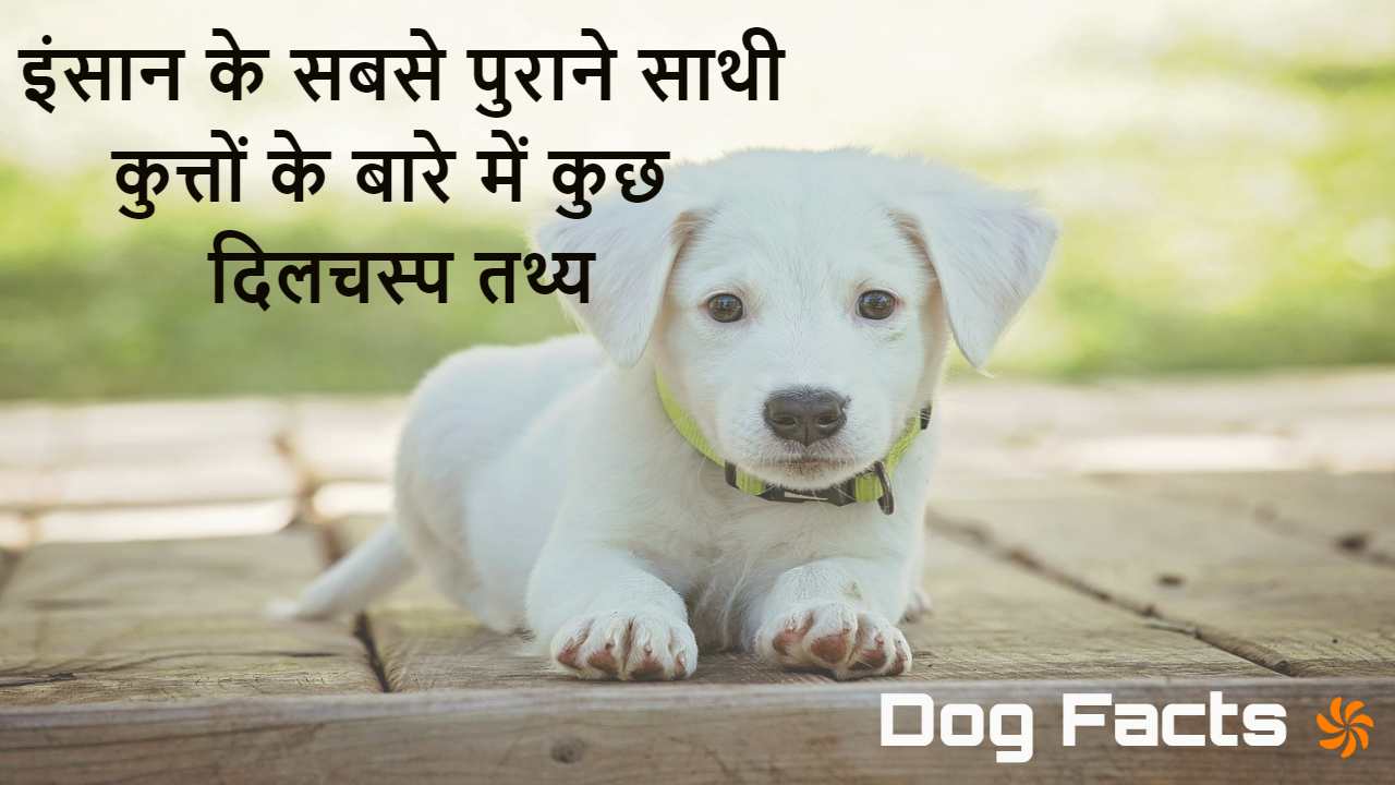कुत्तों के बारे में दिलचस्प तथ्य! Facts...