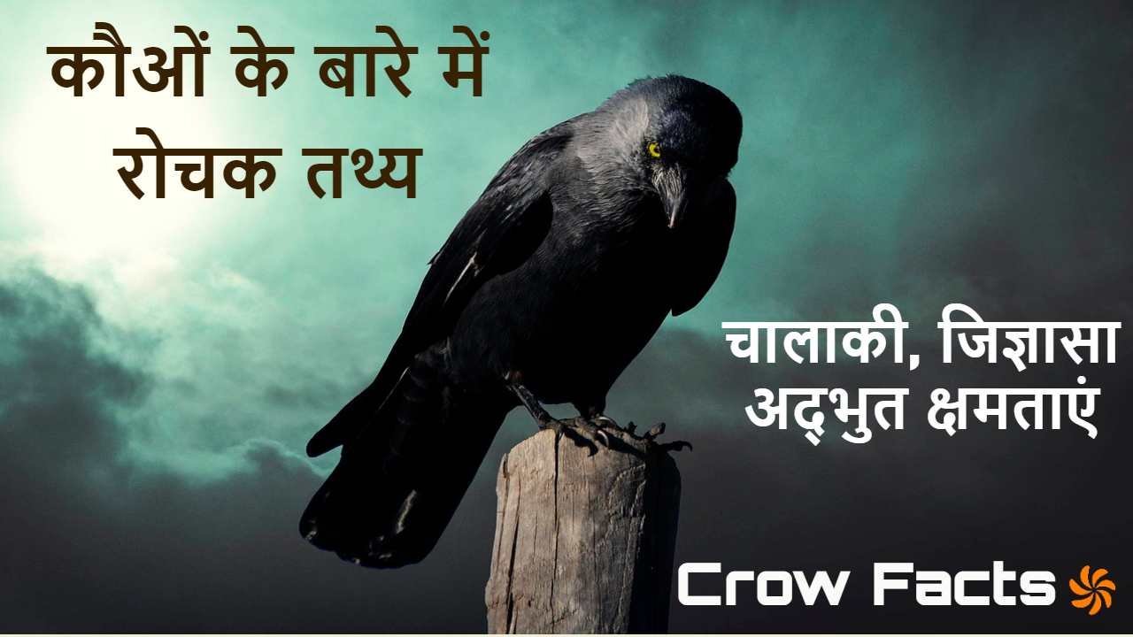 बुद्धिमान काँव-काँव:...