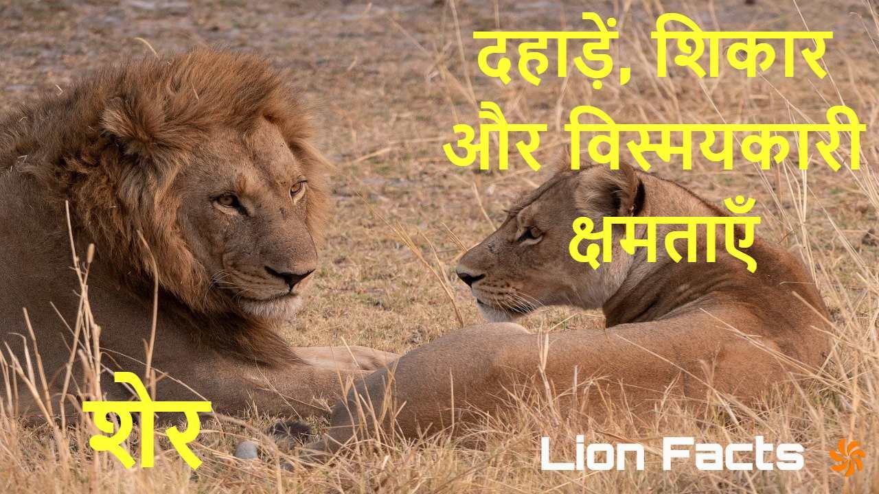 दहाड़ें, शिकार और वि...