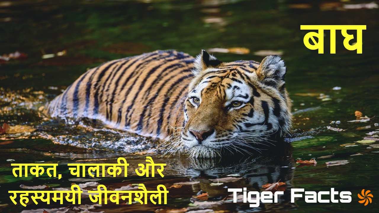 शेर नहीं, बाघ का दबदबा: हर शिकार, एक कला...