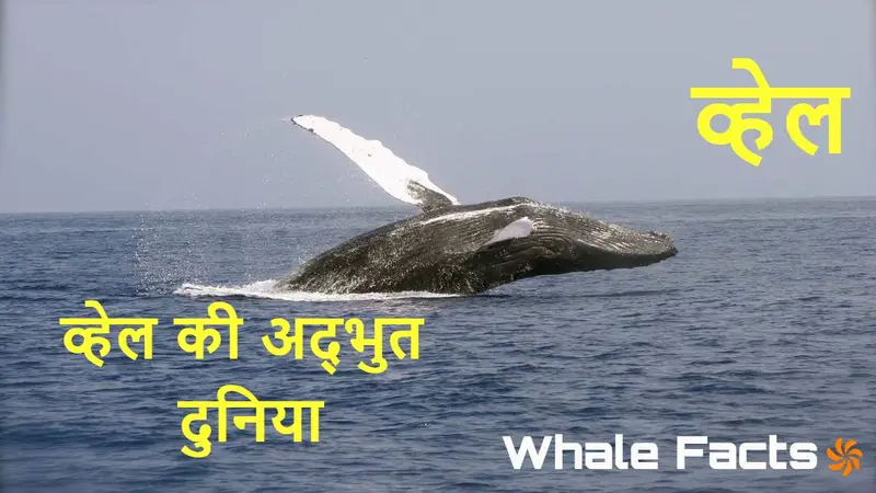 पृथ्वी के सबसे विशाल और रहस्यमयी जीव - व...