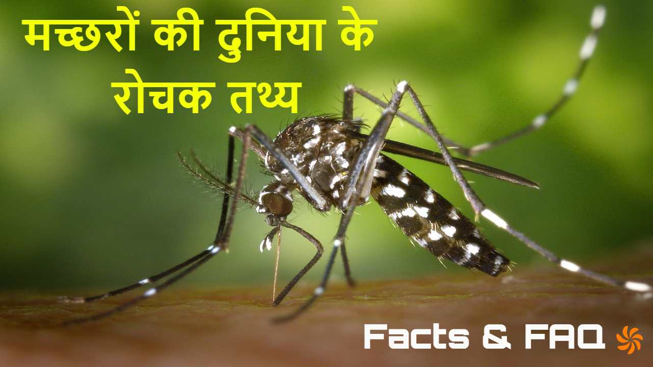 मच्छरों की दुनिया के रोचक तथ्य! Amazing...