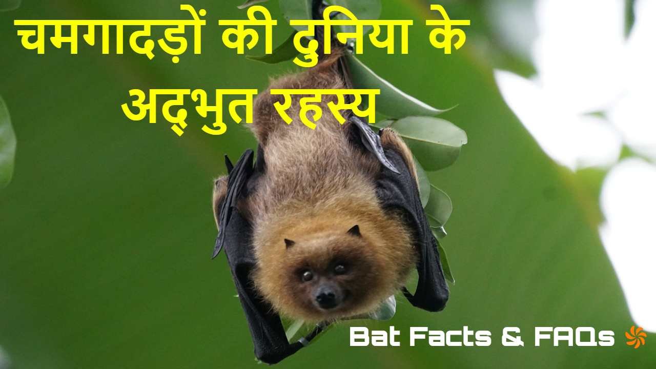 चमगादड़: रात के रहस्यमयी उड़ने वाले जीव!...