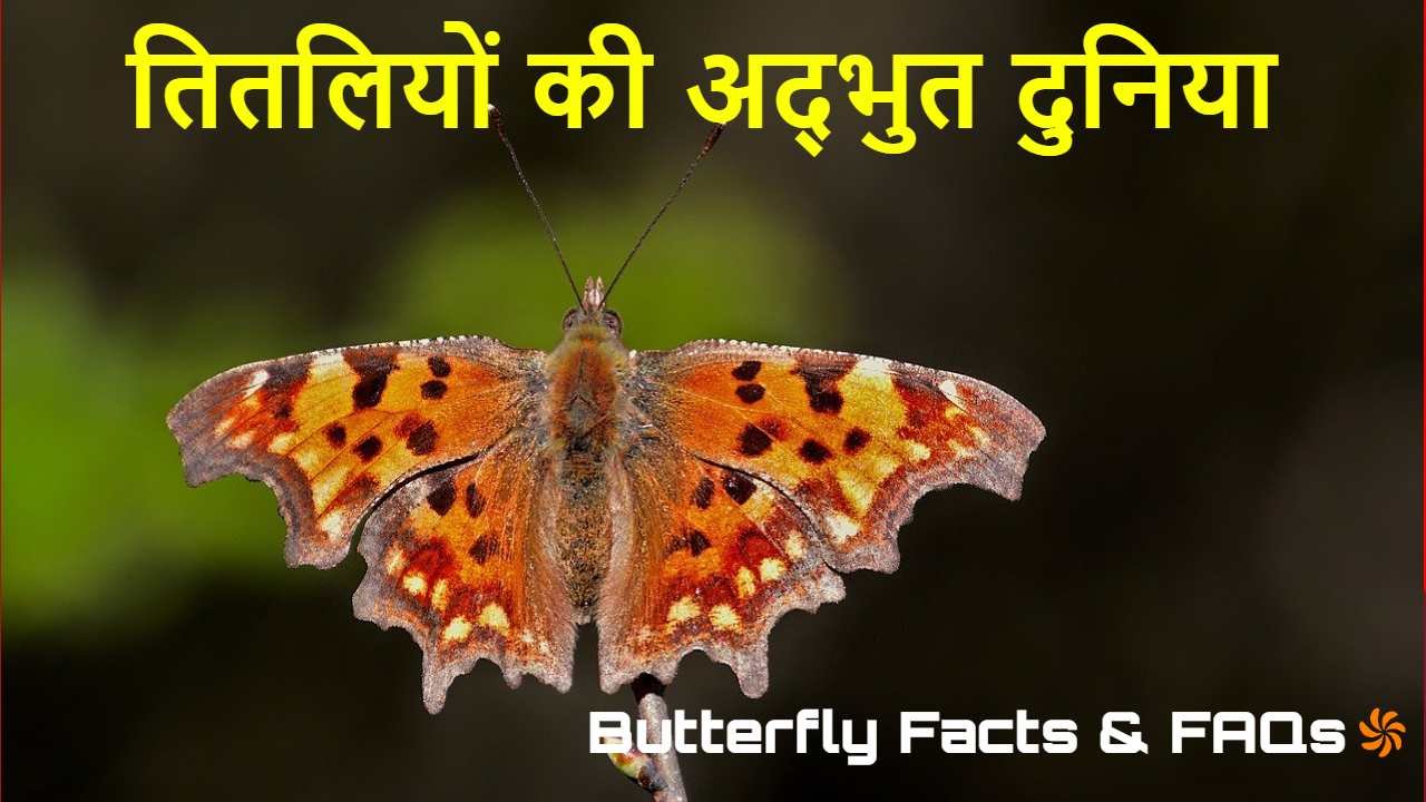 तितलियों की अद्भुत द...