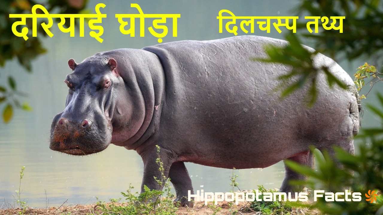 दरियाई घोड़ा: धरती पर चलने वाला दुनिया क...