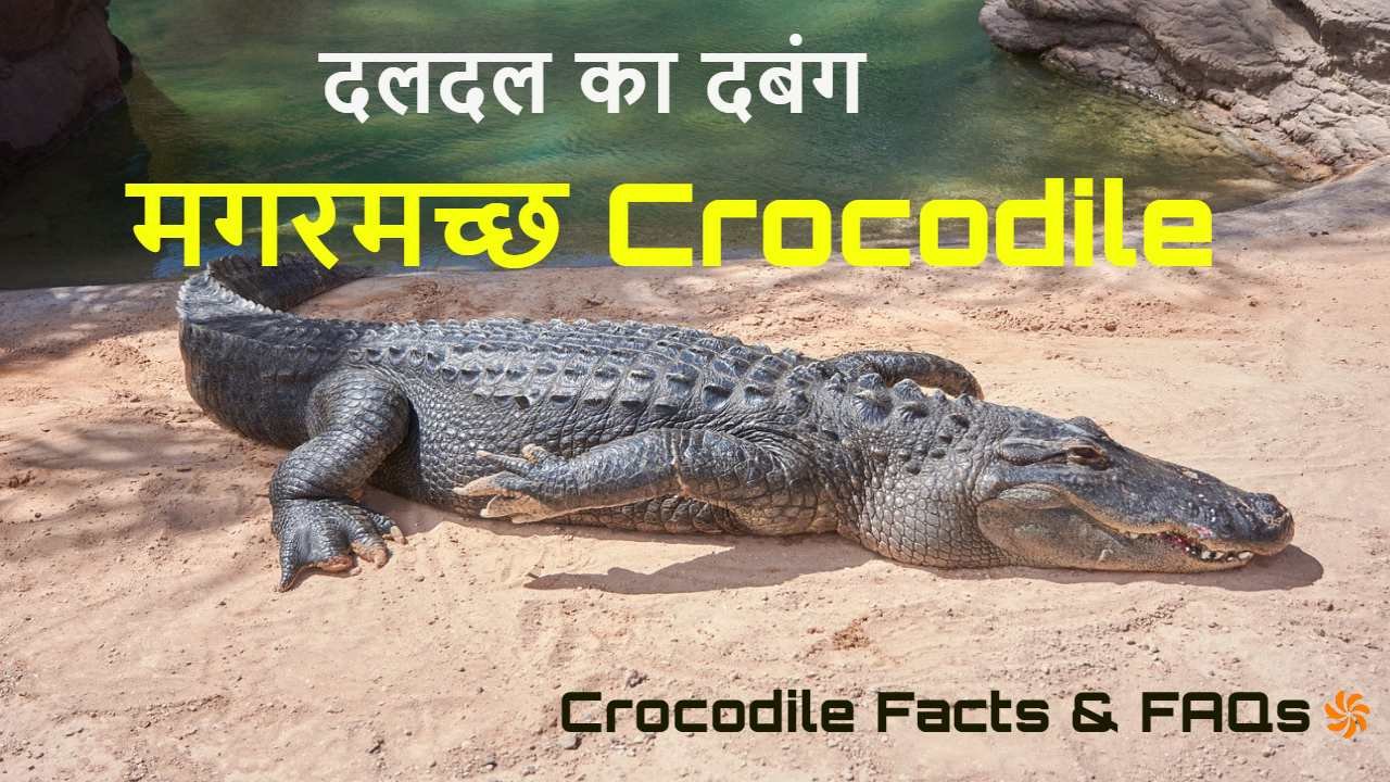 मगरमच्छ! पानी की गहराई में छिपी आंखें और...