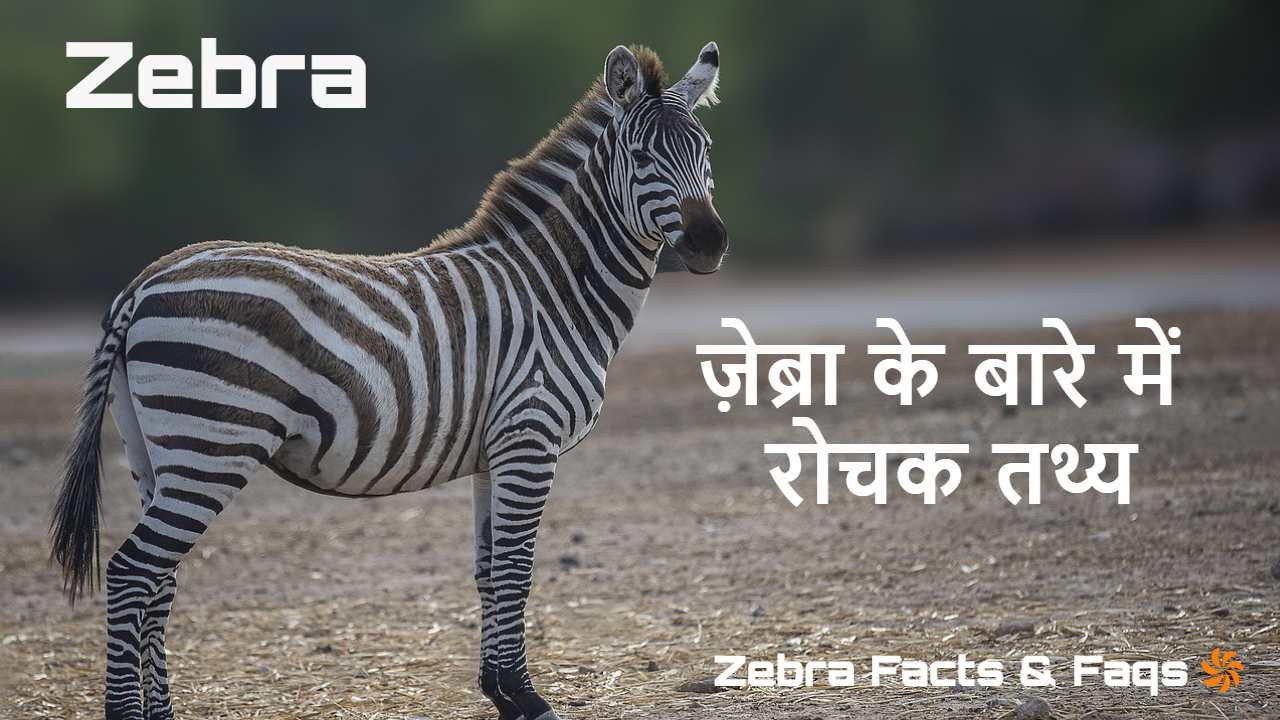 धारीदार खूबसूरती: ज़...