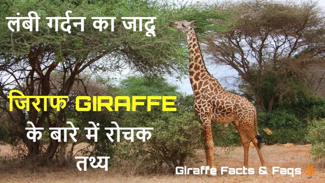 लंबी गर्दन का जादू:...