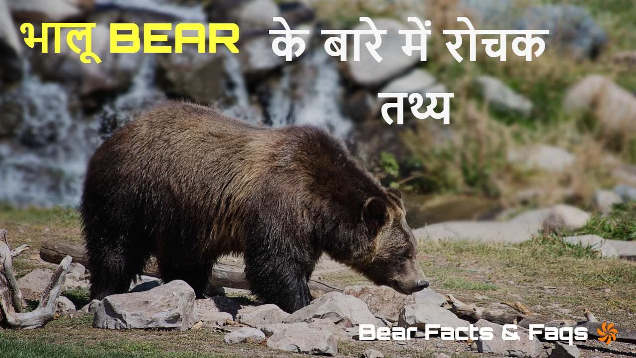 भालू: प्रकृति के अद्...