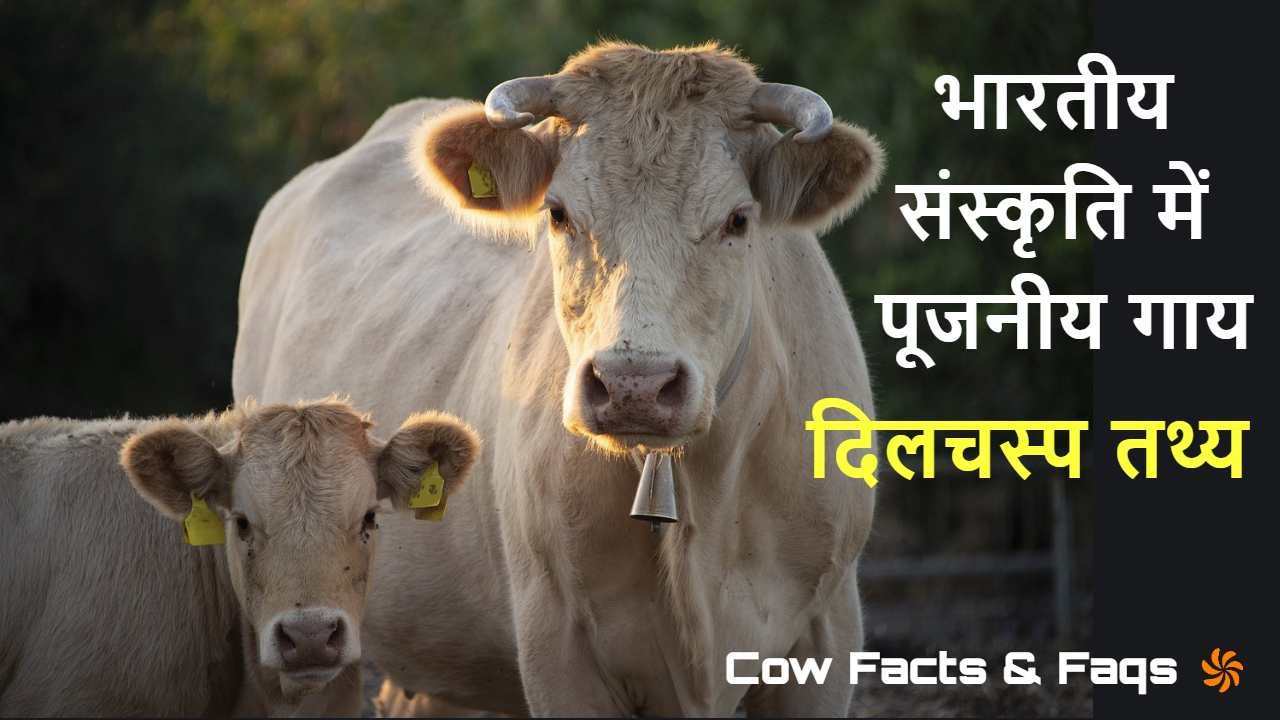 गाय माता: 10 दिलचस्प तथ्य जिनके बारे में...