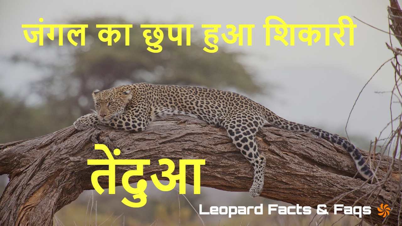 तेंदुआ: रात में ही क्यों शिकार करते हैं?...