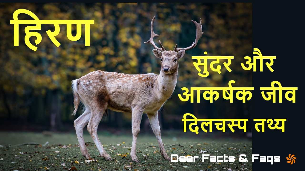 हिरणों की अद्भुत दुन...