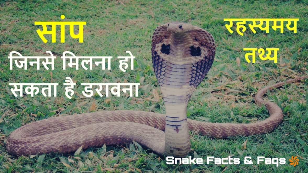 एक रहस्यमयी शिकारी! सांपों के बारे में र...