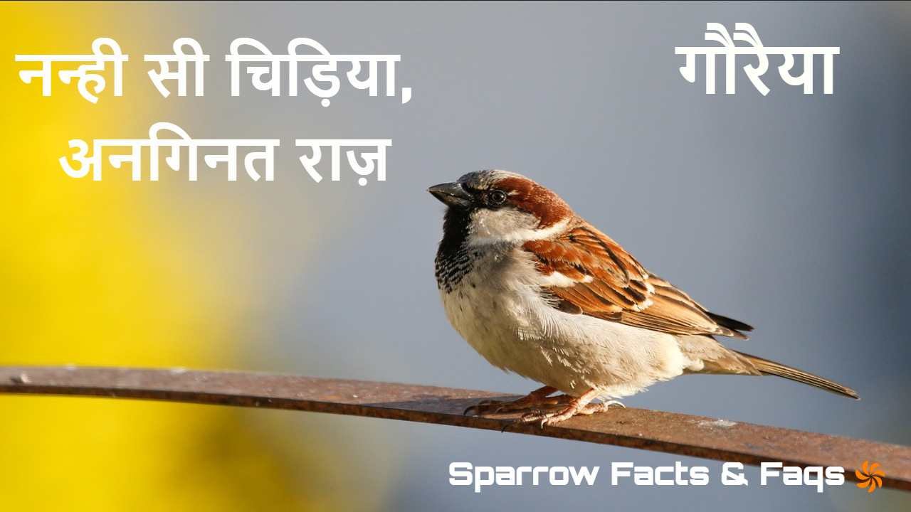 गौरैया: नन्ही सी चिड़िया, अनगिनत राज़! अ...