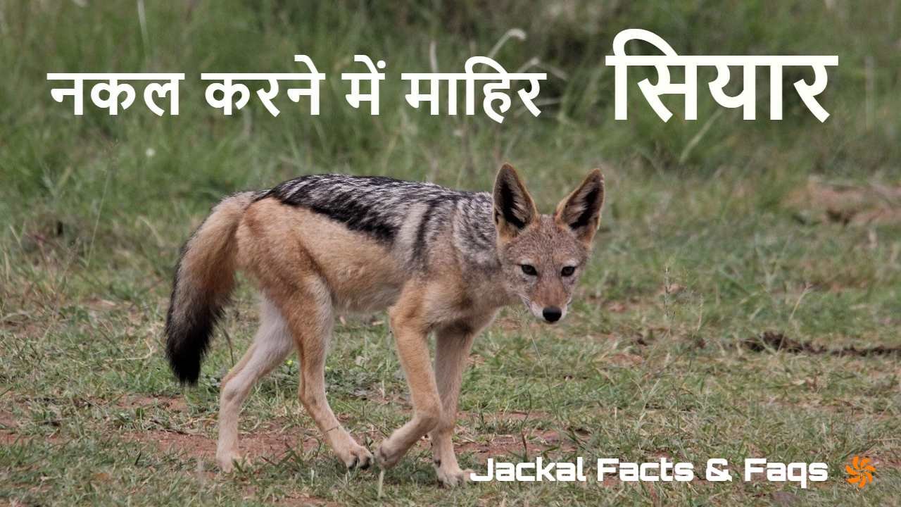 जंगल के चालाक निवासी! सियार के बारे में...