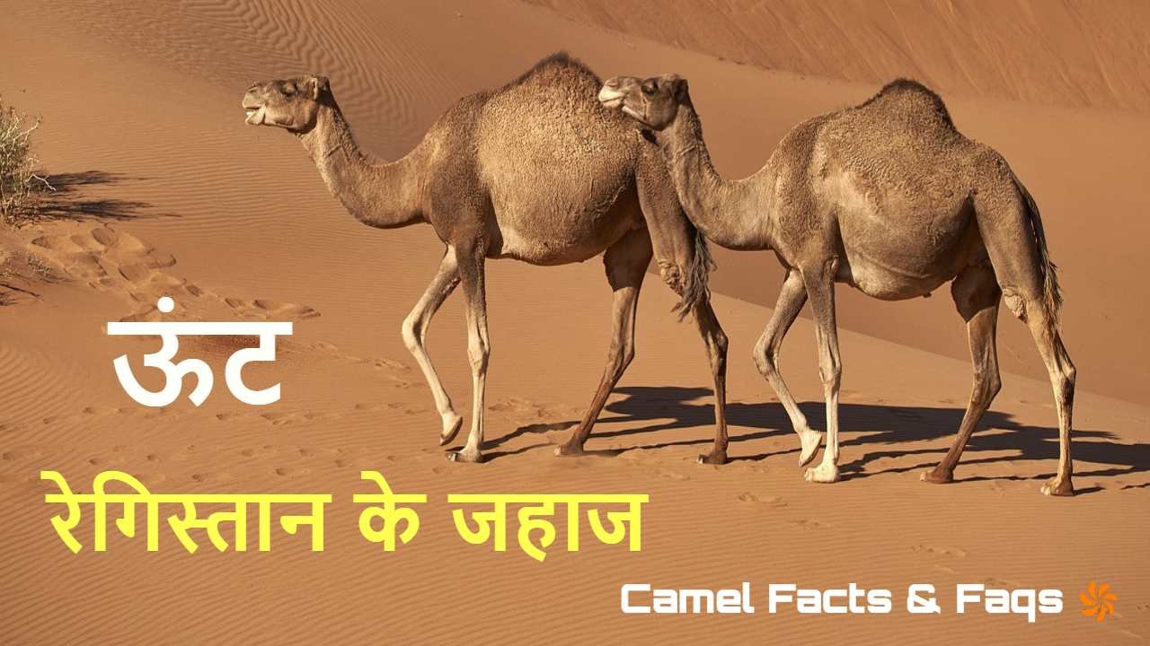 गंध का पता लगाने में माहिर: ऊंट रेगिस्ता...