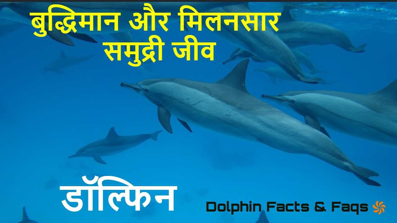 चंचल डॉल्फिन: बुद्धिमान और मिलनसार जीवों...