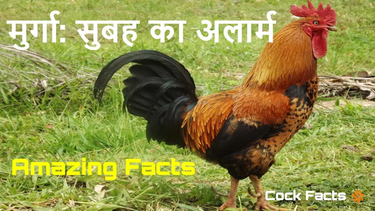 मुर्गा: सुबह का अलार्म या अद्भुत जीव? मु...
