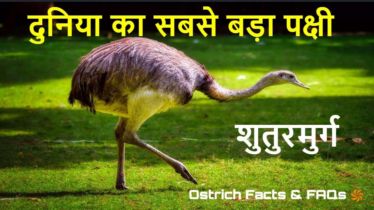 सबसे तेज दौड़ने वाला...