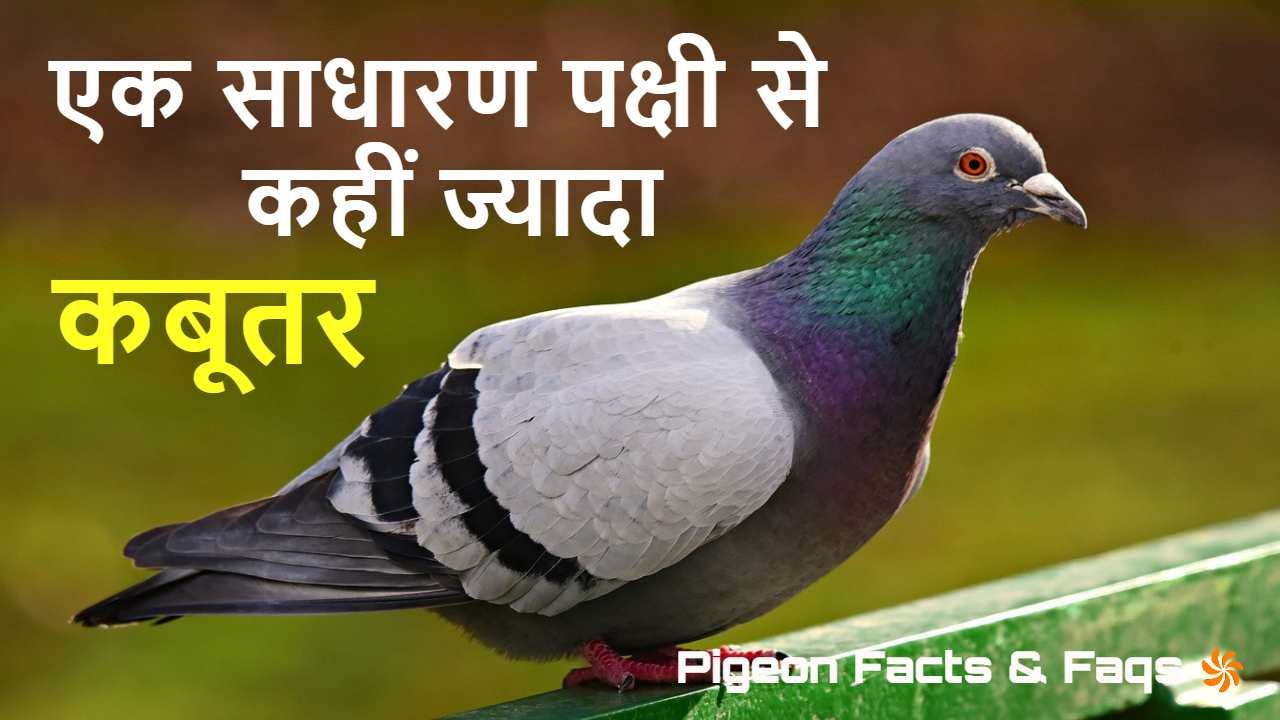 कबूतर: सिर्फ एक साधा...