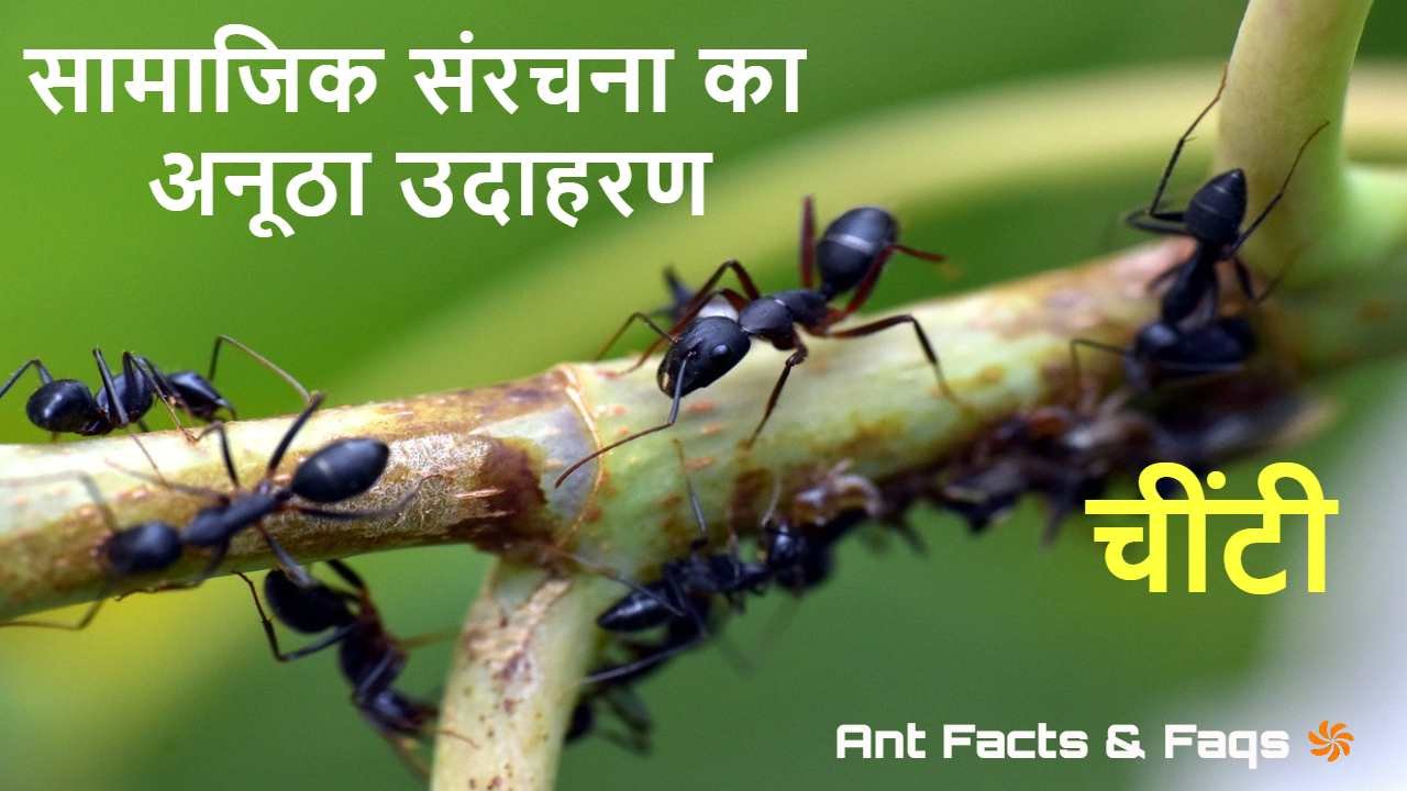 चींटियों की दुनिया :...