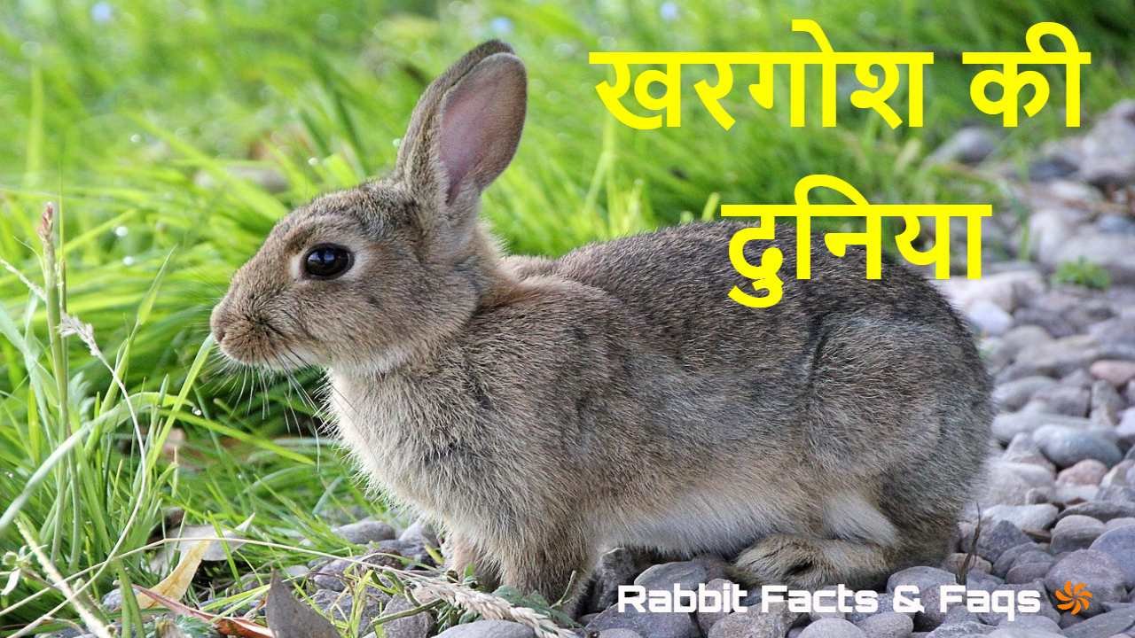 लंबे कानों वाले पालतू जानवर! खरगोश के बा...