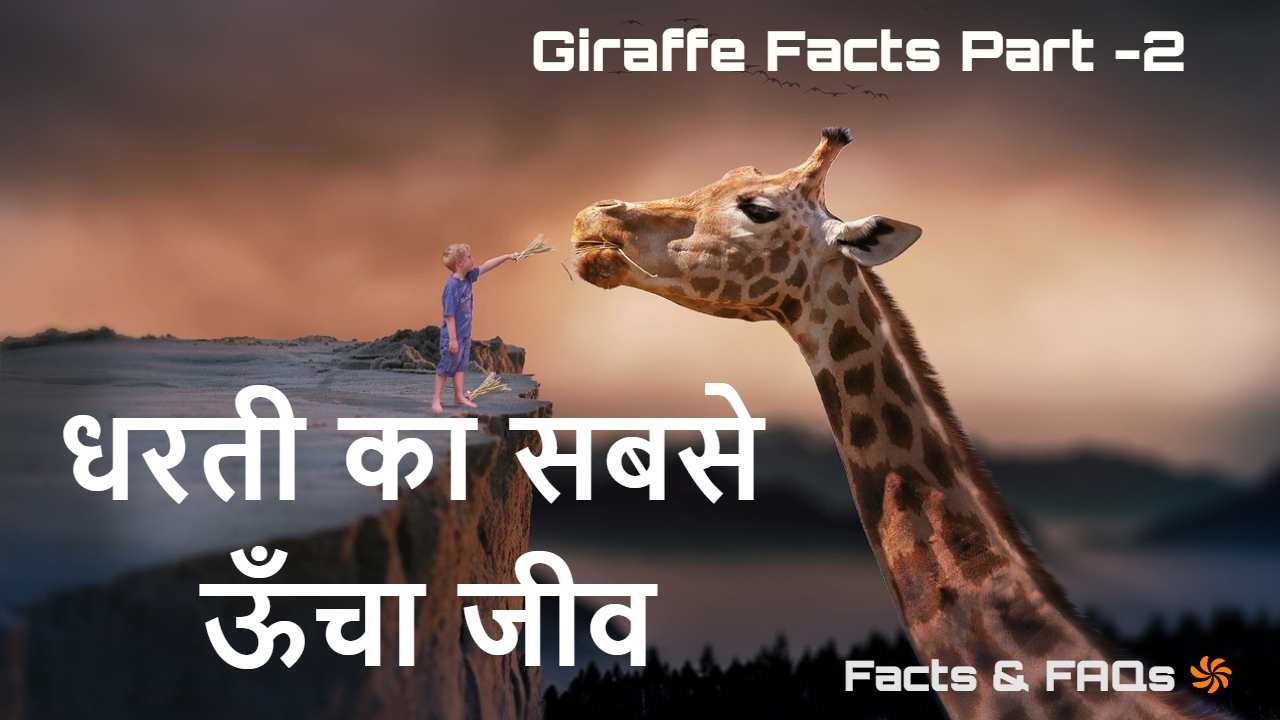 जिराफ: धरती का सबसे...