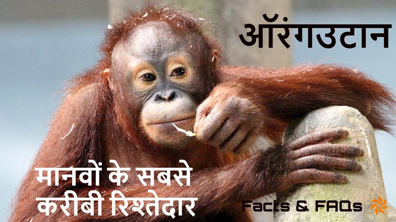 जंगल के बुद्धिमान: म...