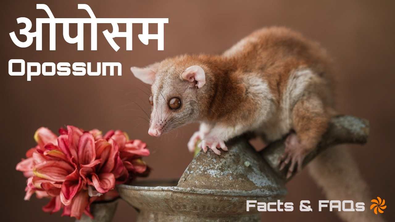 मरने का नाटक करने वाला चैंपियन ओपोसम! अन...