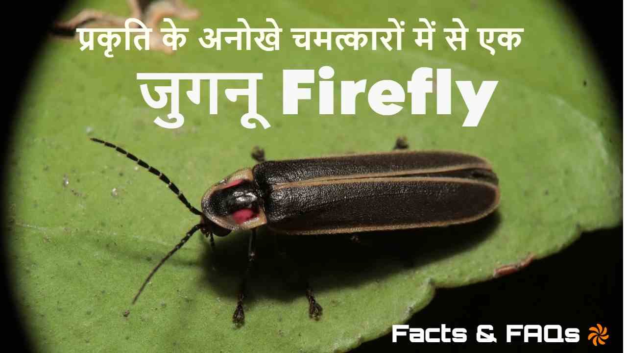 जुगनू: रात की रोशनी का क्या है उद्देश्य!...
